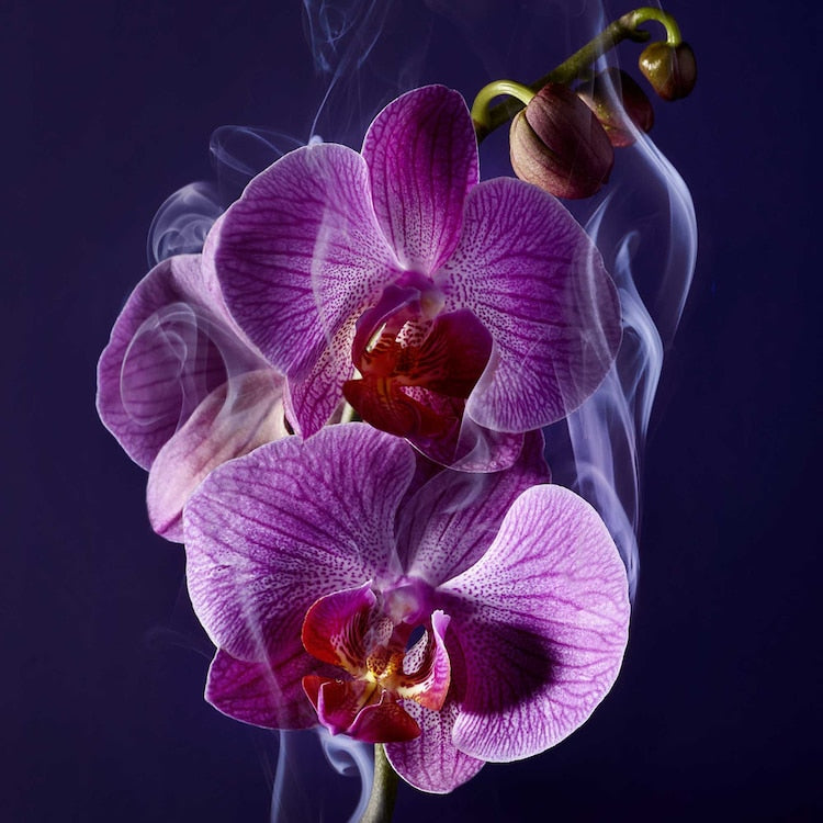 La nuit trésor EDP